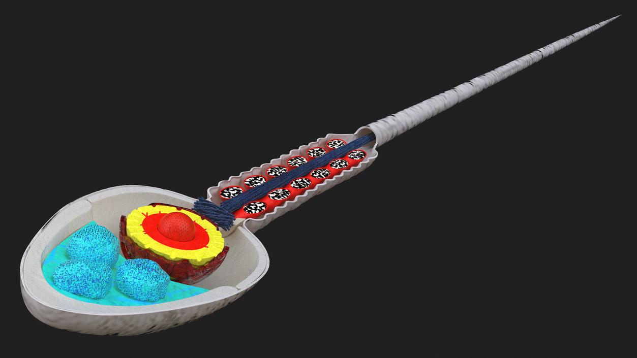 Cross-Sectional Spermotozoa Rigged 3D model