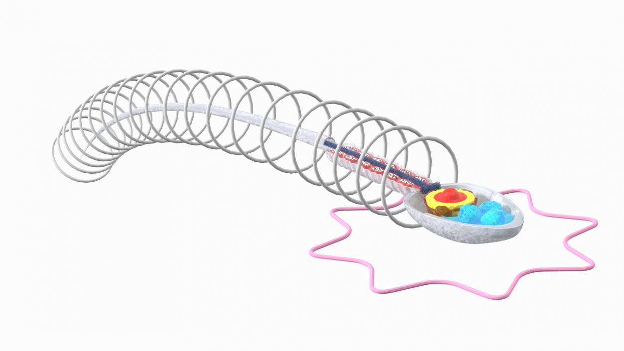 3D Cross-Sectional Spermotozoa Rigged for Maya model