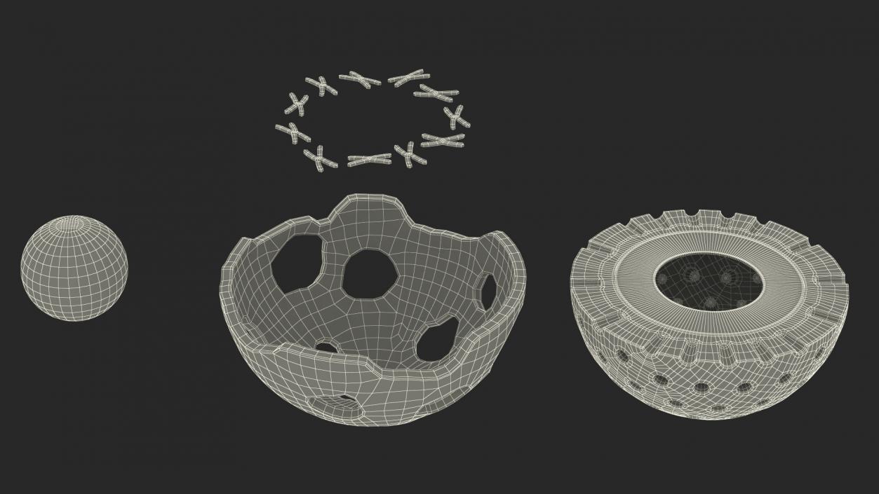 3D Cross-Sectional Spermotozoa Rigged for Maya model