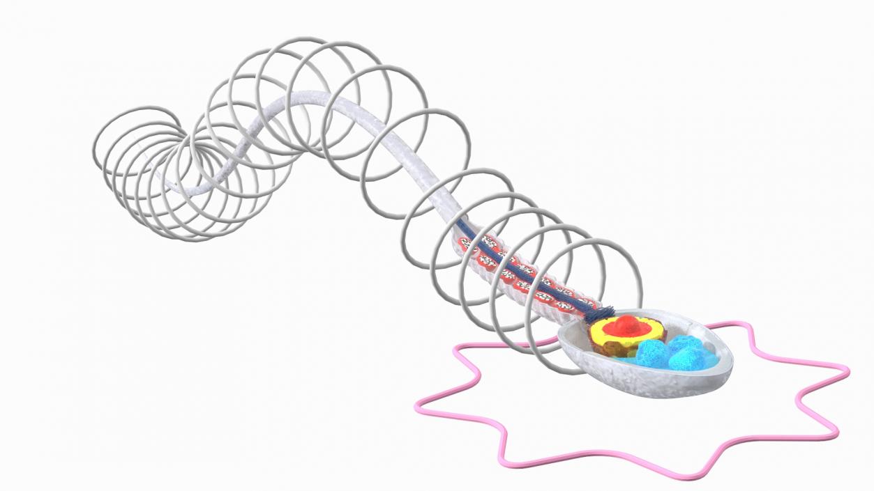 3D Cross-Sectional Spermotozoa Rigged for Maya model