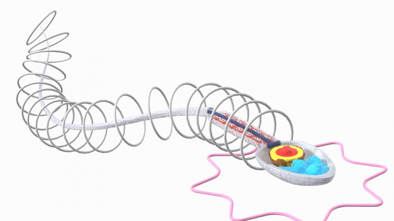 3D Cross-Sectional Spermotozoa Rigged for Maya model