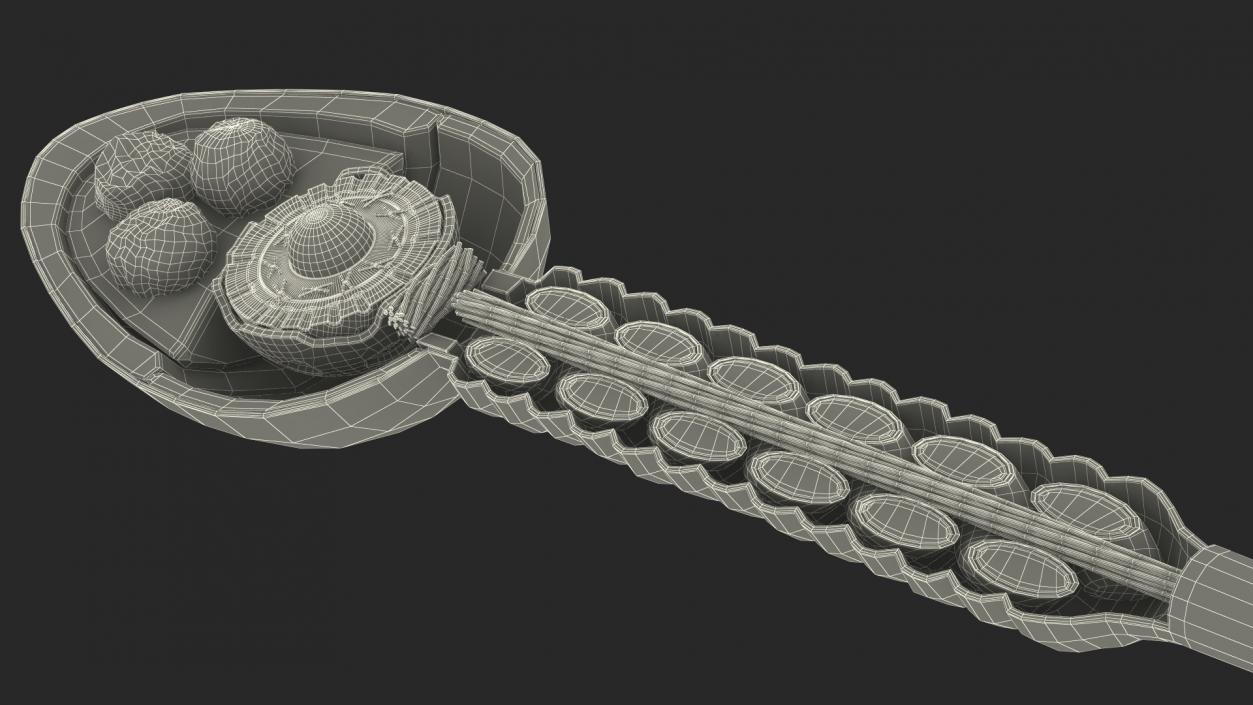 Cross-Sectional Spermotozoa Rigged 3D model