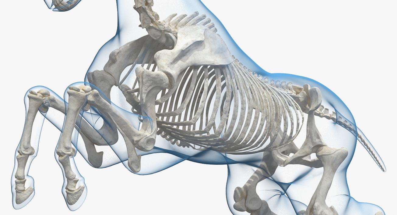 3D model Horse Envelope with Skeleton Rigged