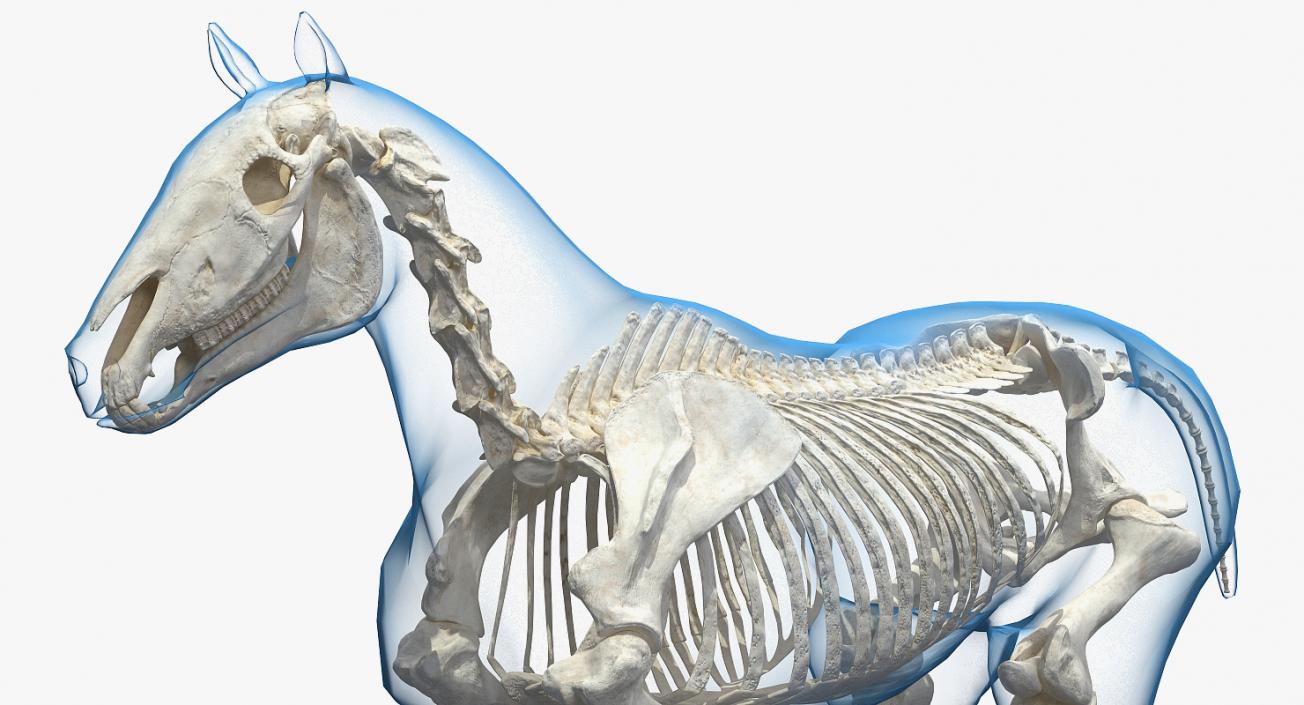 3D model Horse Envelope with Skeleton Rigged