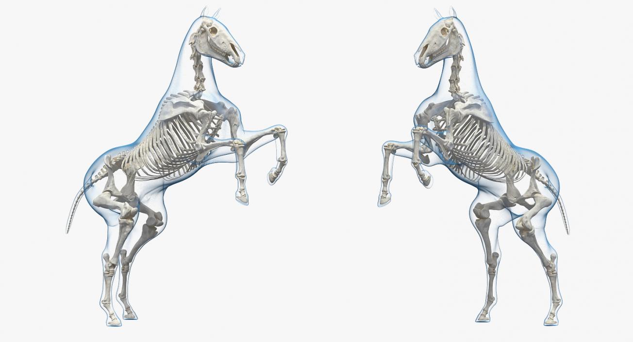 3D model Horse Envelope with Skeleton Rigged