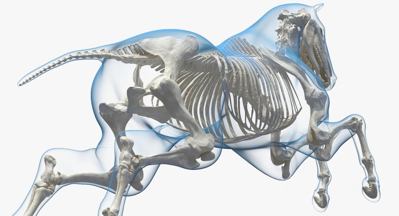 3D model Horse Envelope with Skeleton Rigged