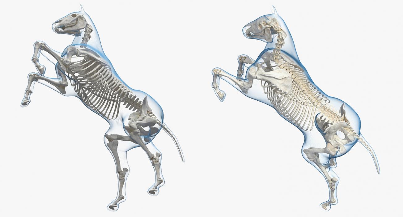 3D model Horse Envelope with Skeleton Rigged