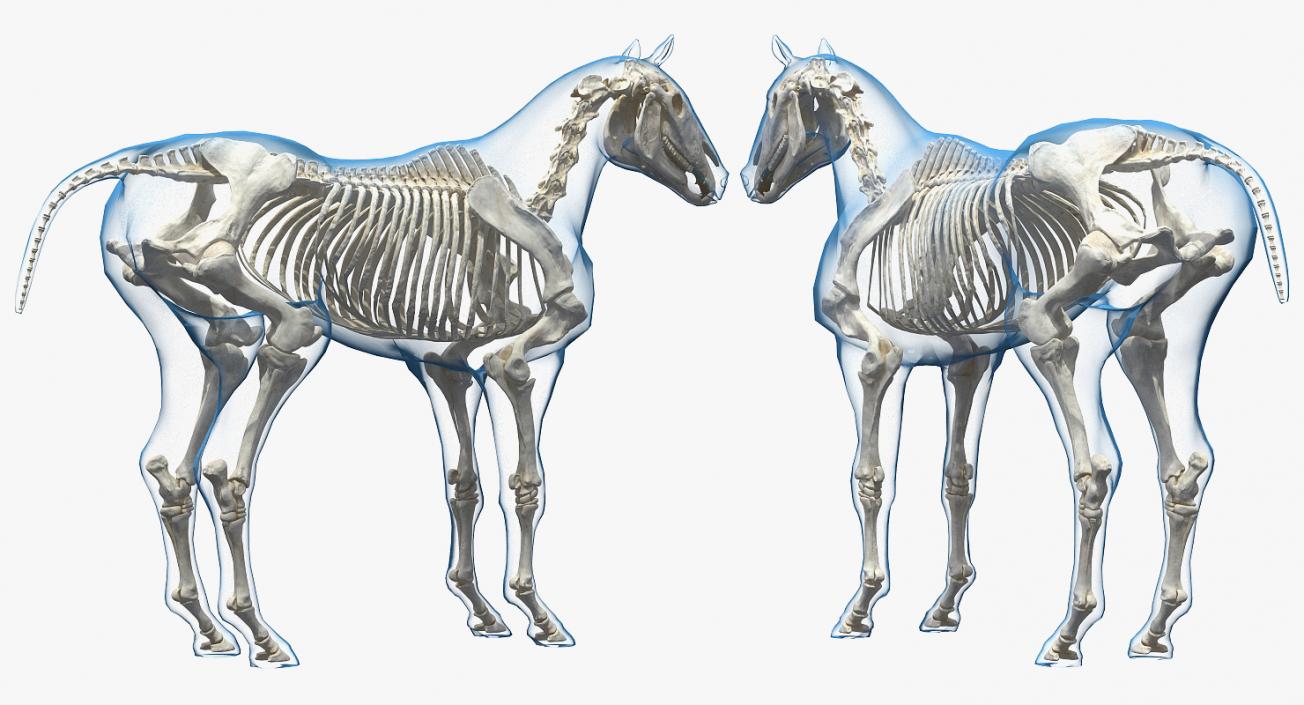 3D model Horse Envelope with Skeleton Rigged