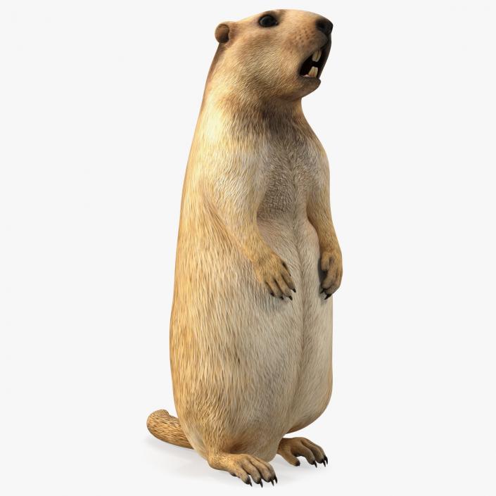 3D Groundhog Standing on Hind Legs