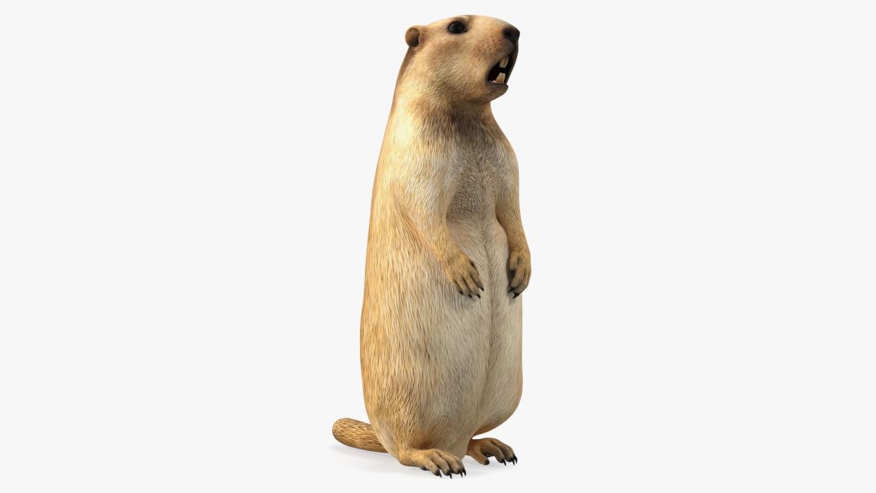 3D Groundhog Standing on Hind Legs