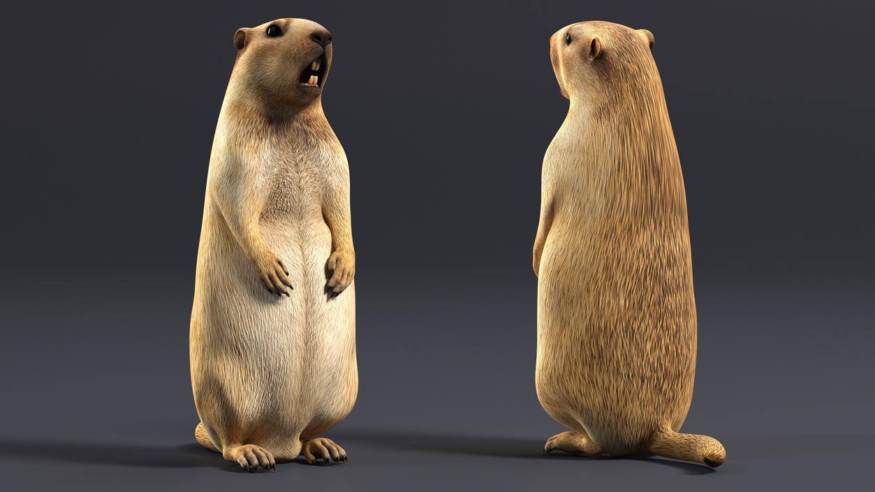 3D Groundhog Standing on Hind Legs