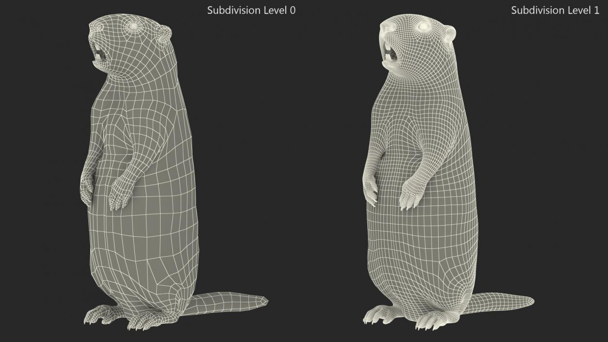 3D Groundhog Standing on Hind Legs