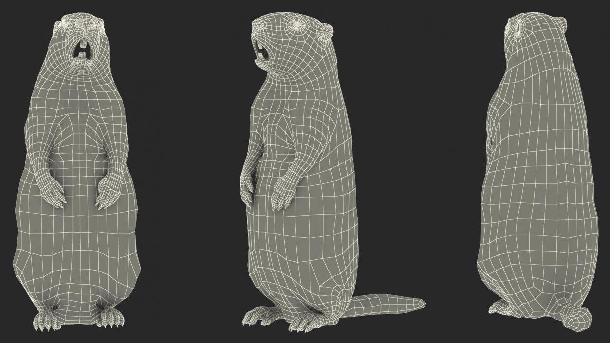 3D Groundhog Standing on Hind Legs