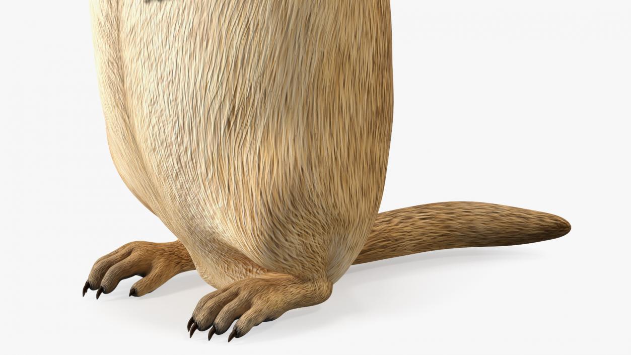 3D Groundhog Standing on Hind Legs