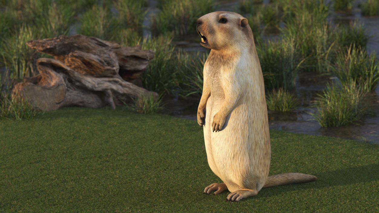 3D Groundhog Standing on Hind Legs