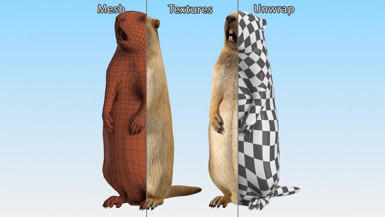 3D Groundhog Standing on Hind Legs