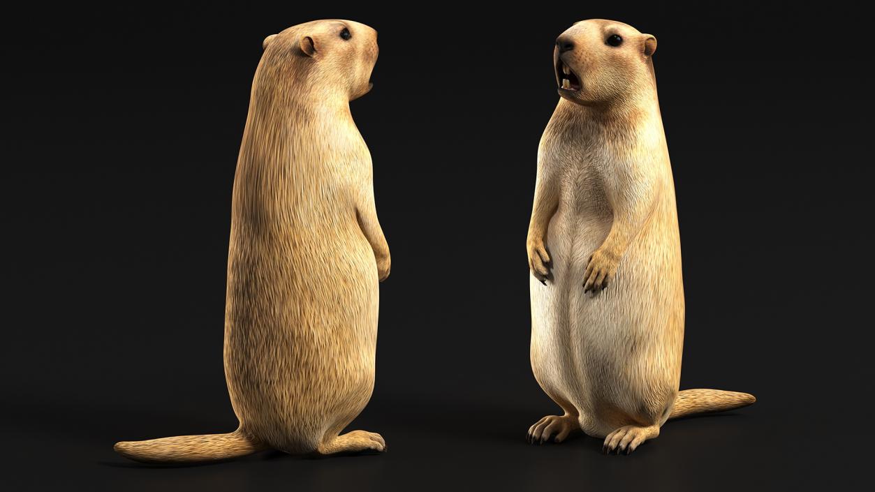 3D Groundhog Standing on Hind Legs