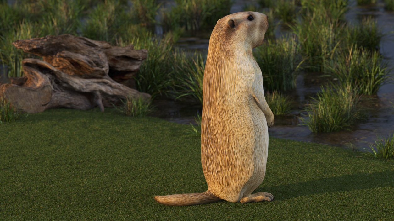 3D Groundhog Standing on Hind Legs