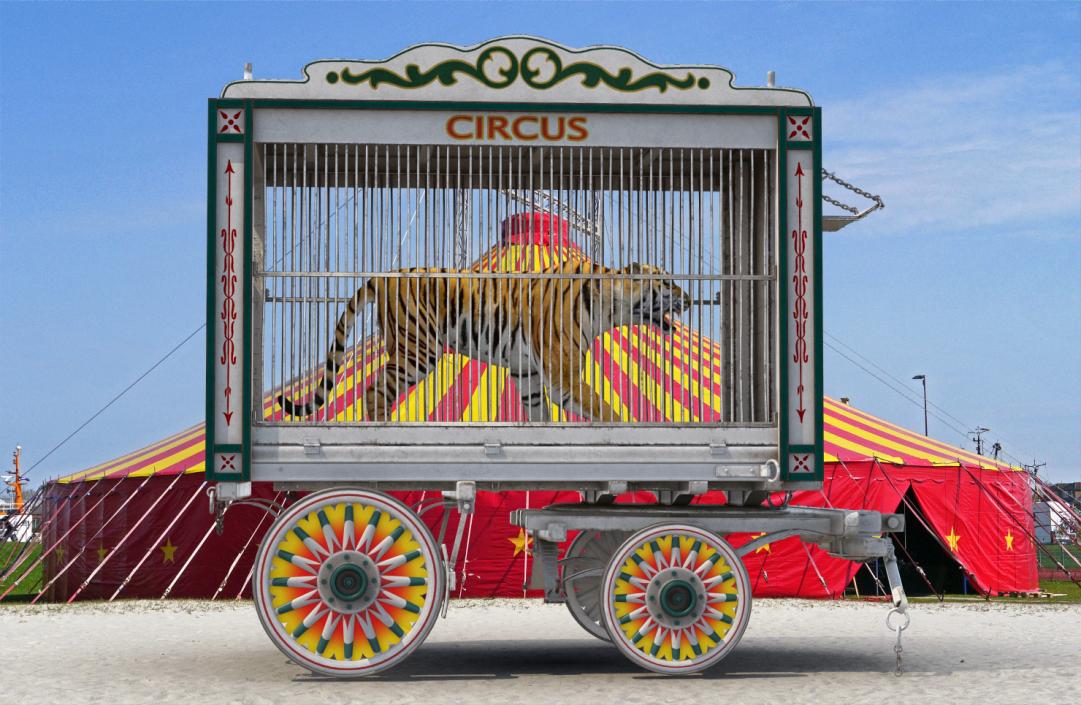 3D Tiger in Circus Wagon