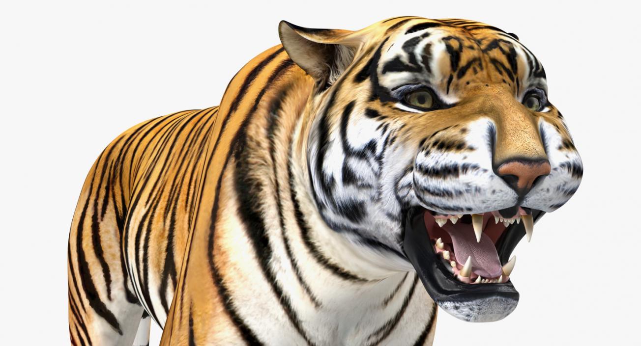 3D Tiger in Circus Wagon