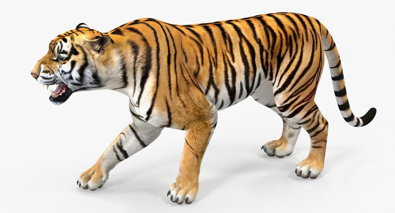 3D Tiger in Circus Wagon