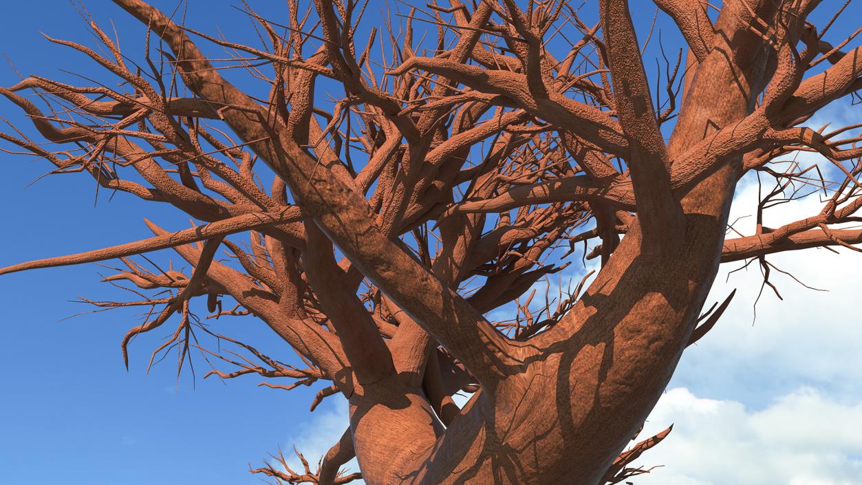 Naked Baobab 3D