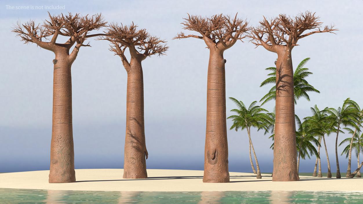 Naked Baobab 3D