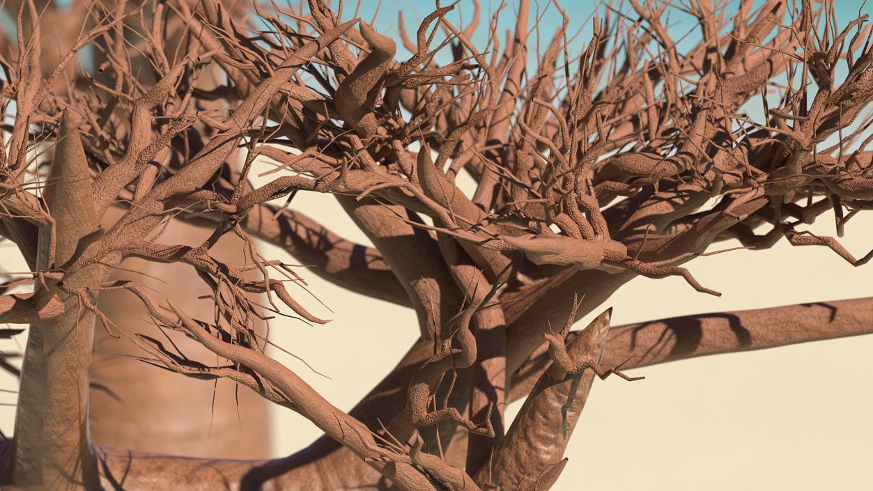 Naked Baobab 3D