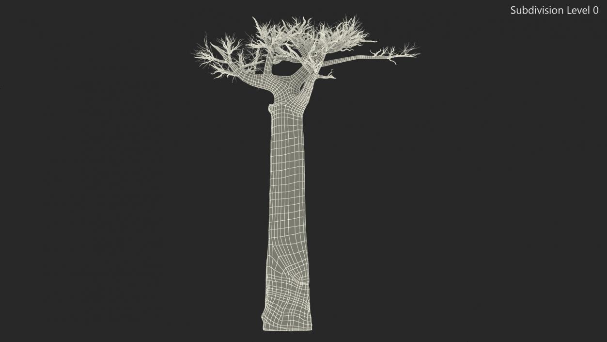 Naked Baobab 3D