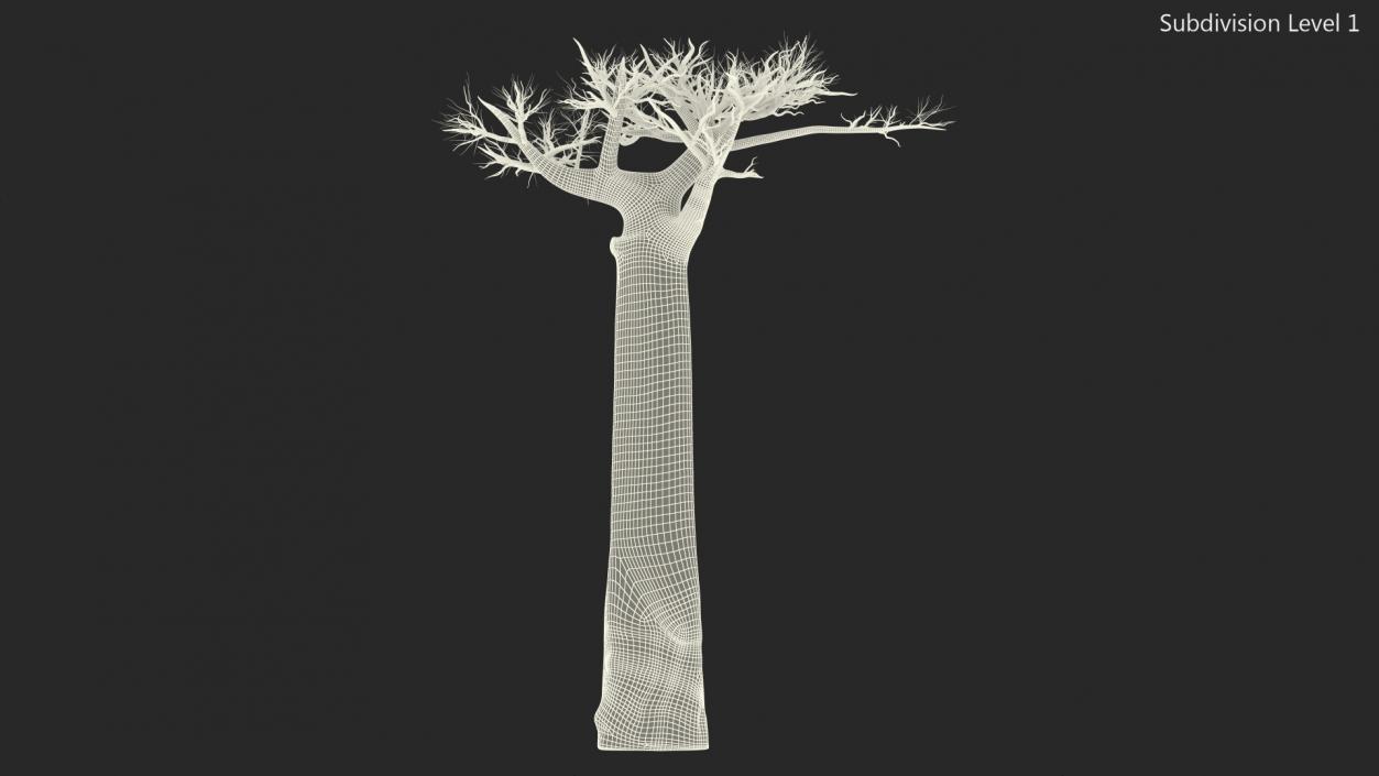 Naked Baobab 3D