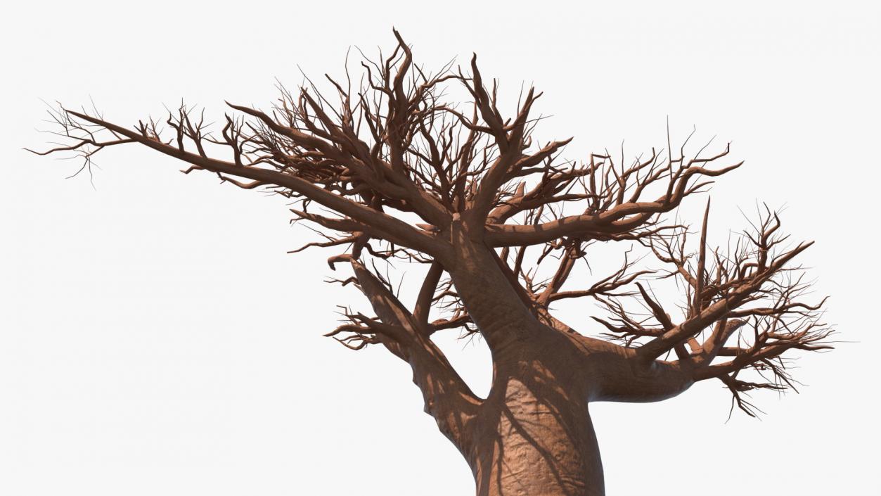 Naked Baobab 3D