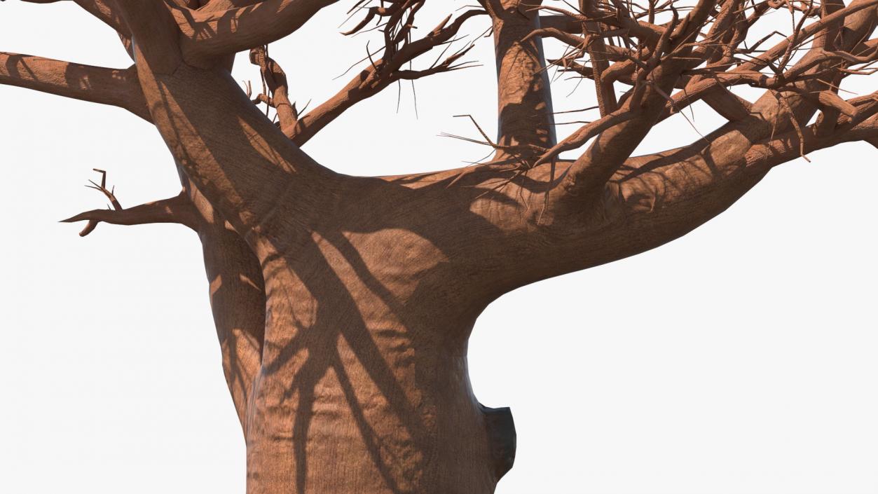 Naked Baobab 3D