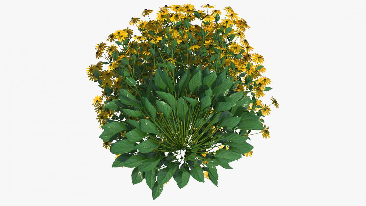 Rudbeckia Hirta Black Eyed Susan 3D