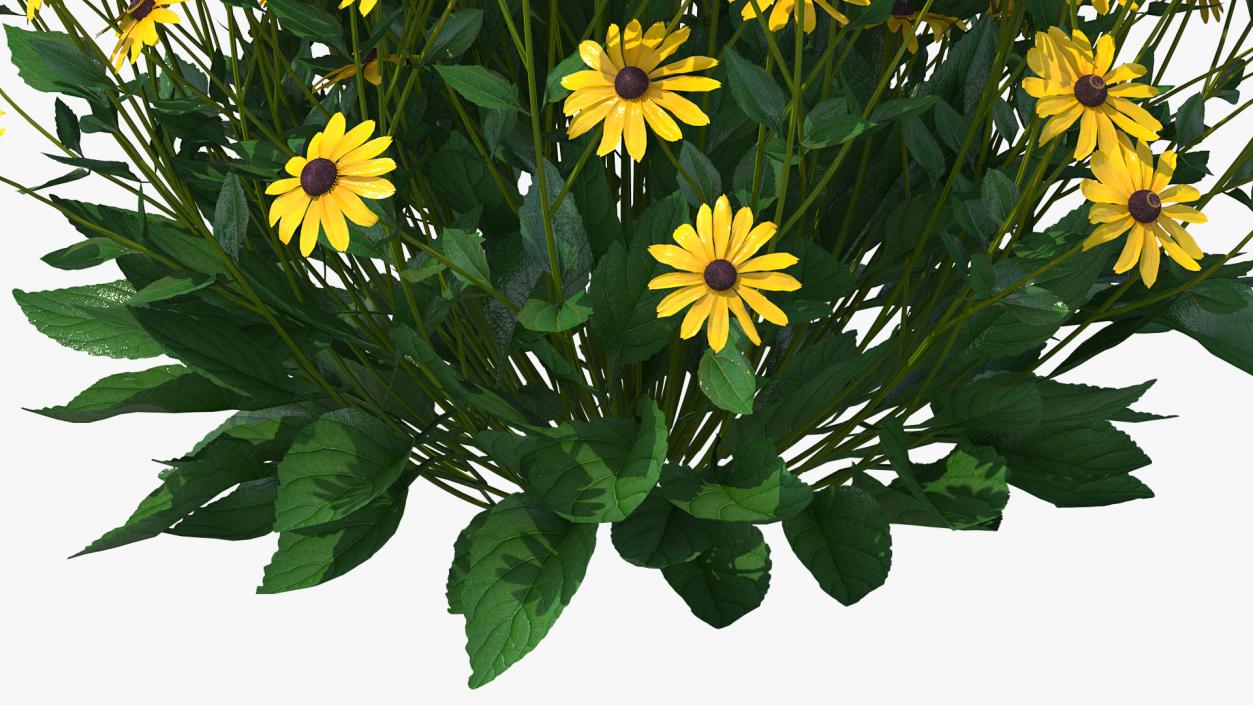 Rudbeckia Hirta Black Eyed Susan 3D