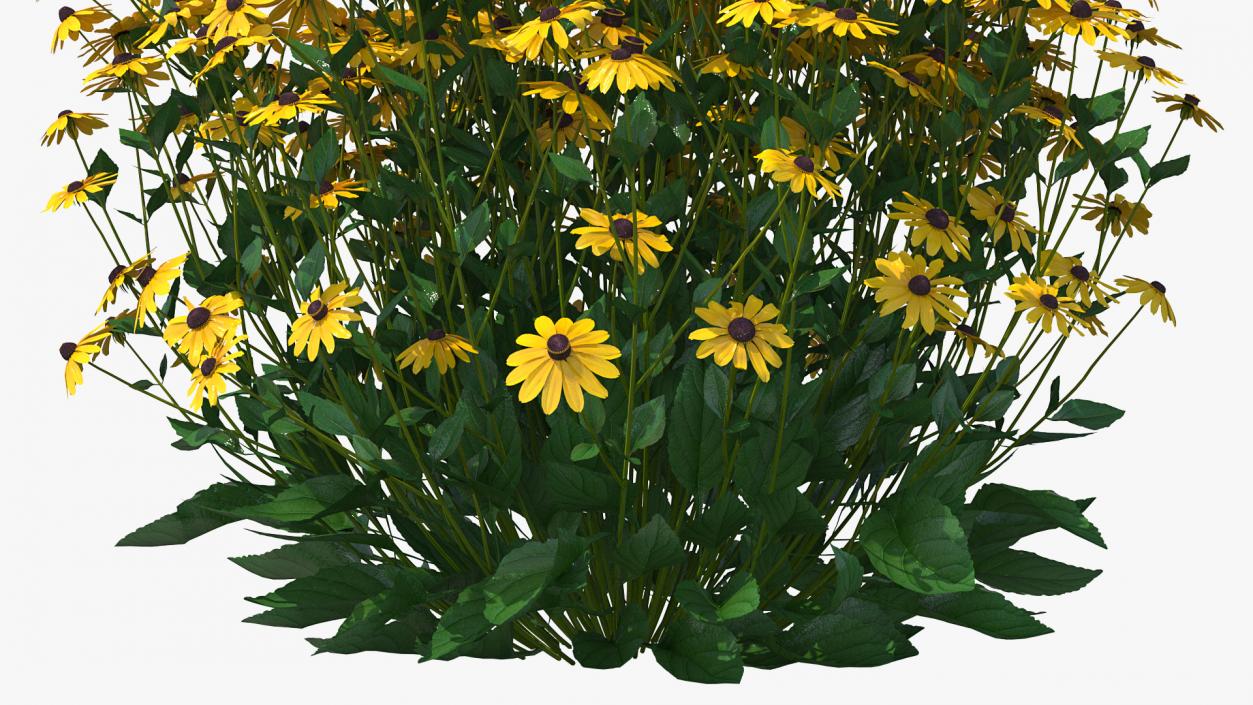 Rudbeckia Hirta Black Eyed Susan 3D