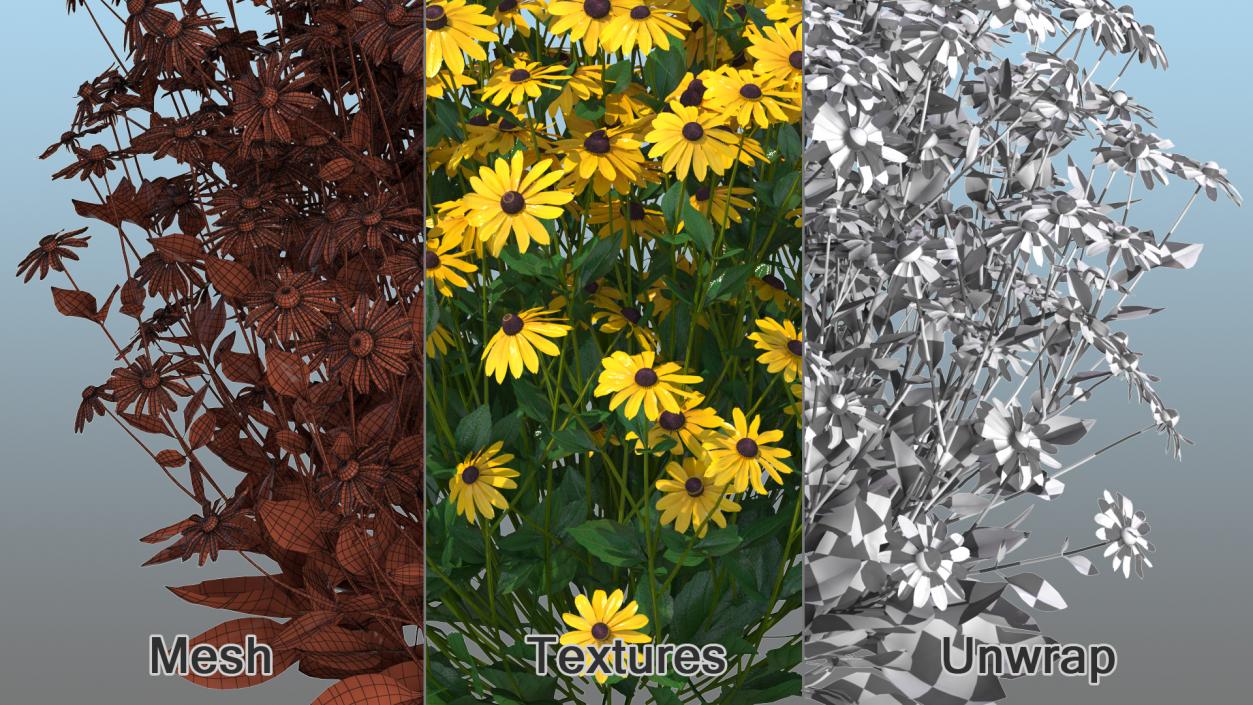 Rudbeckia Hirta Black Eyed Susan 3D