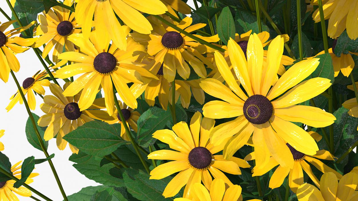 Rudbeckia Hirta Black Eyed Susan 3D