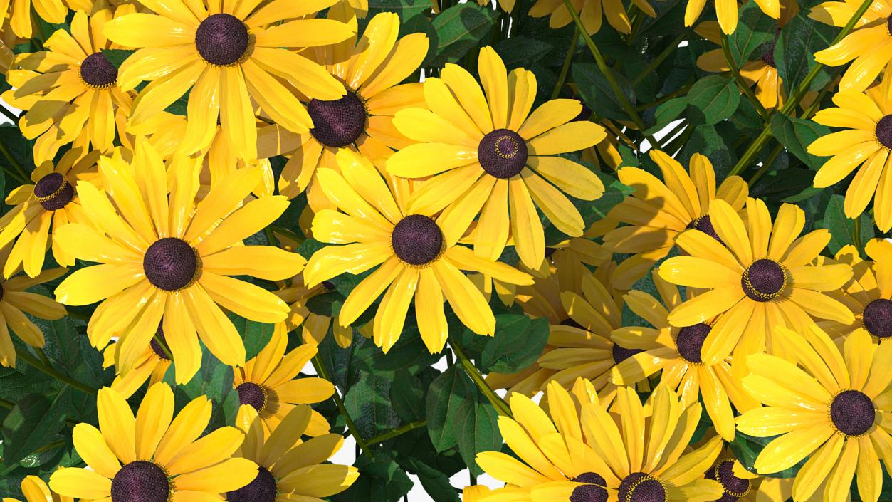 Rudbeckia Hirta Black Eyed Susan 3D