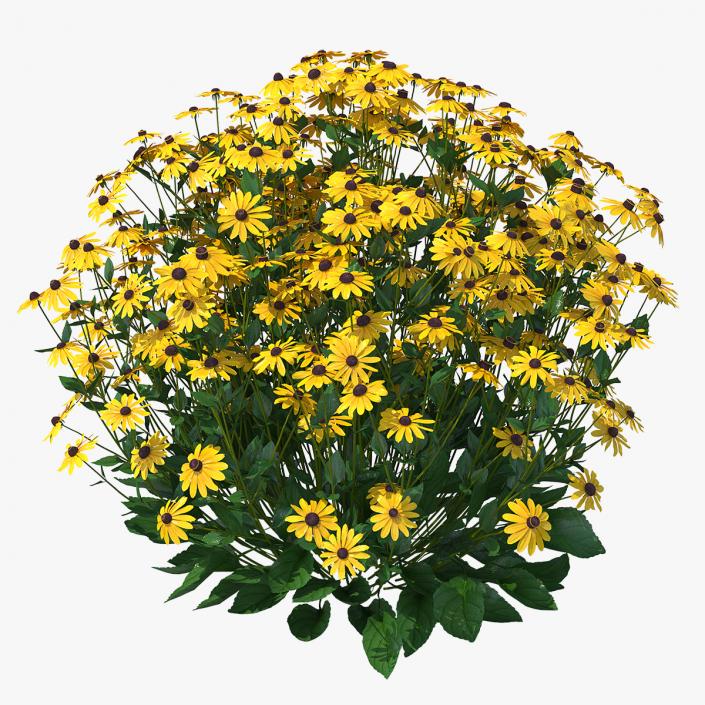 Rudbeckia Hirta Black Eyed Susan 3D