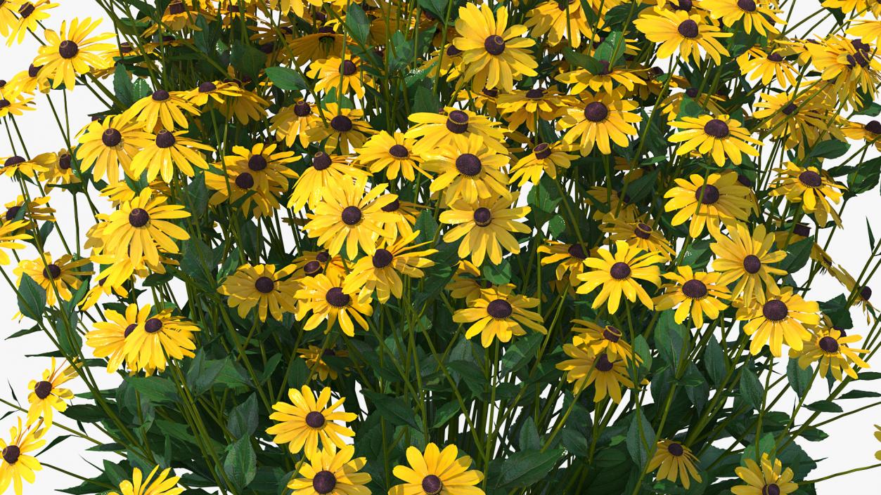 Rudbeckia Hirta Black Eyed Susan 3D