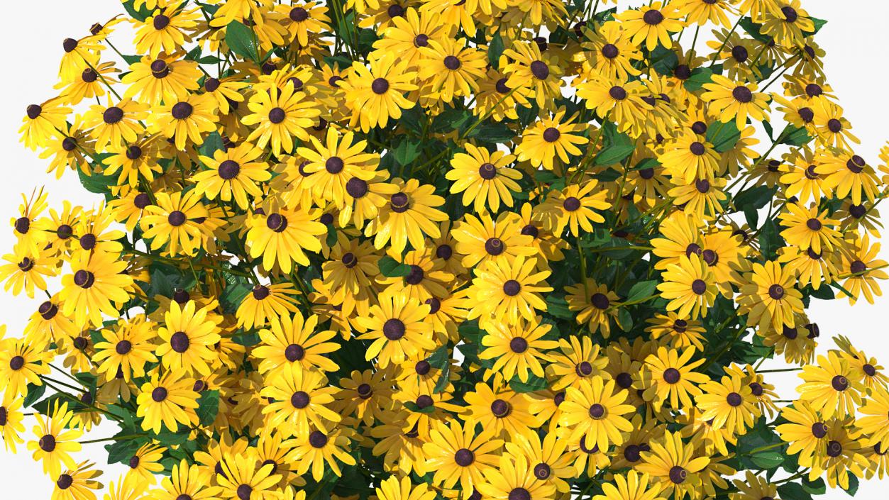 Rudbeckia Hirta Black Eyed Susan 3D