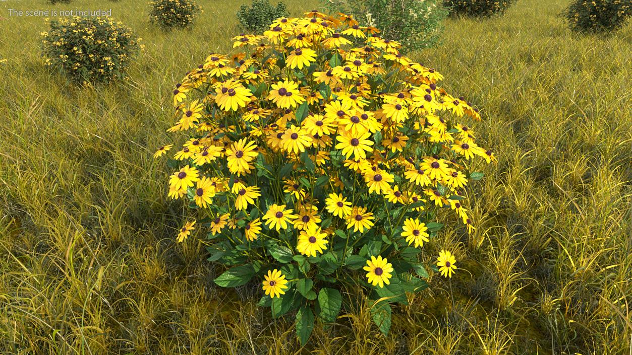 Rudbeckia Hirta Black Eyed Susan 3D