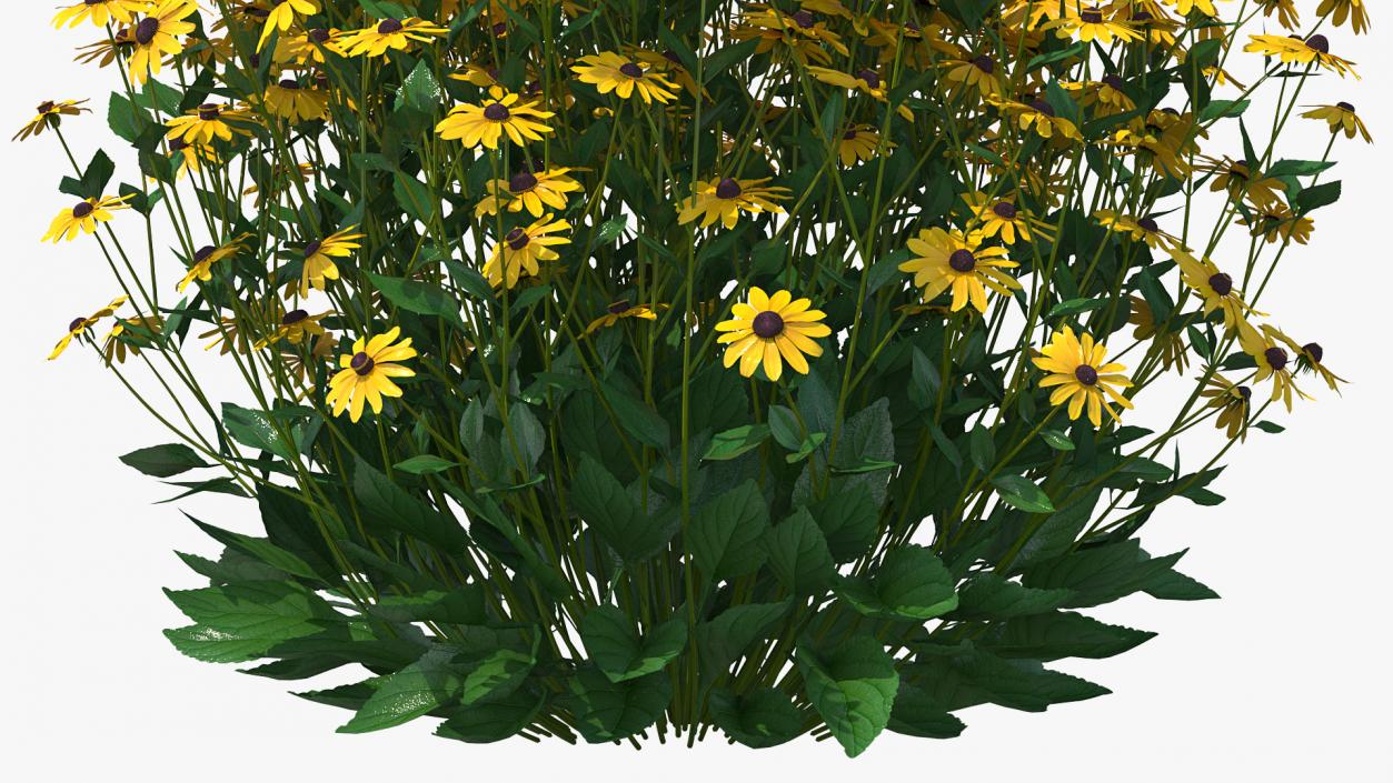 Rudbeckia Hirta Black Eyed Susan 3D