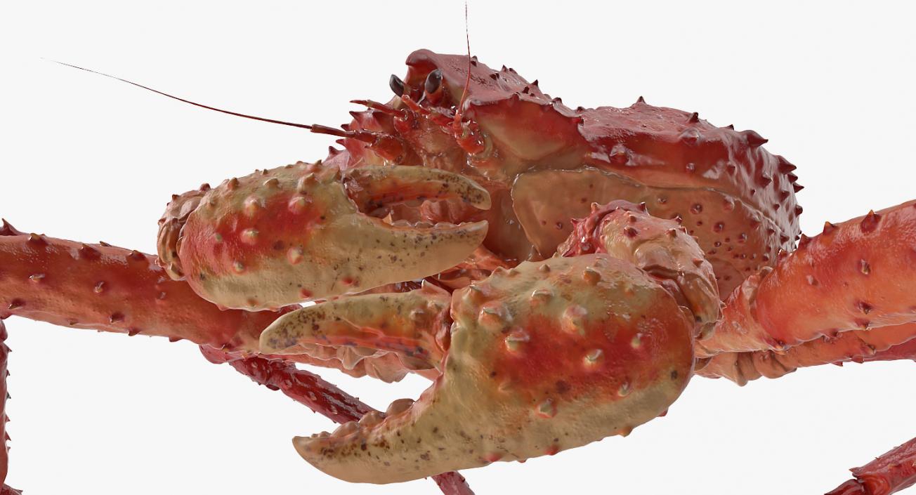 3D model Red King Crab Rigged