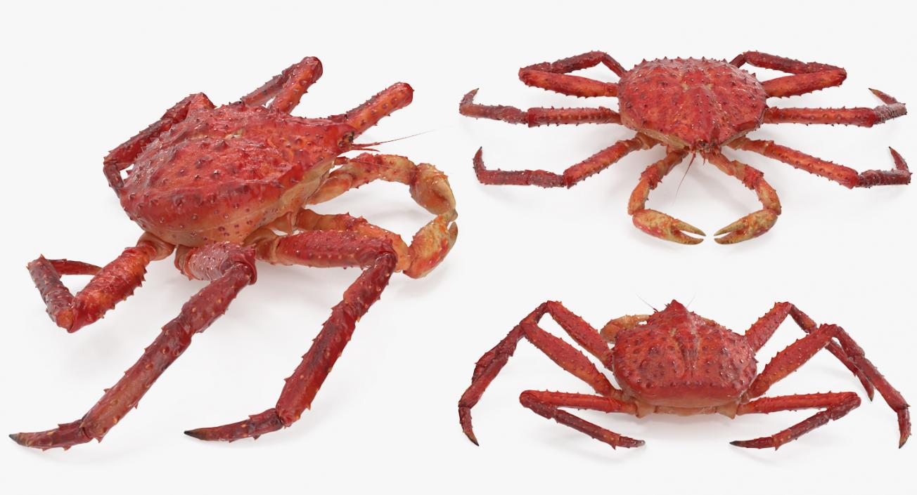 3D model Red King Crab Rigged