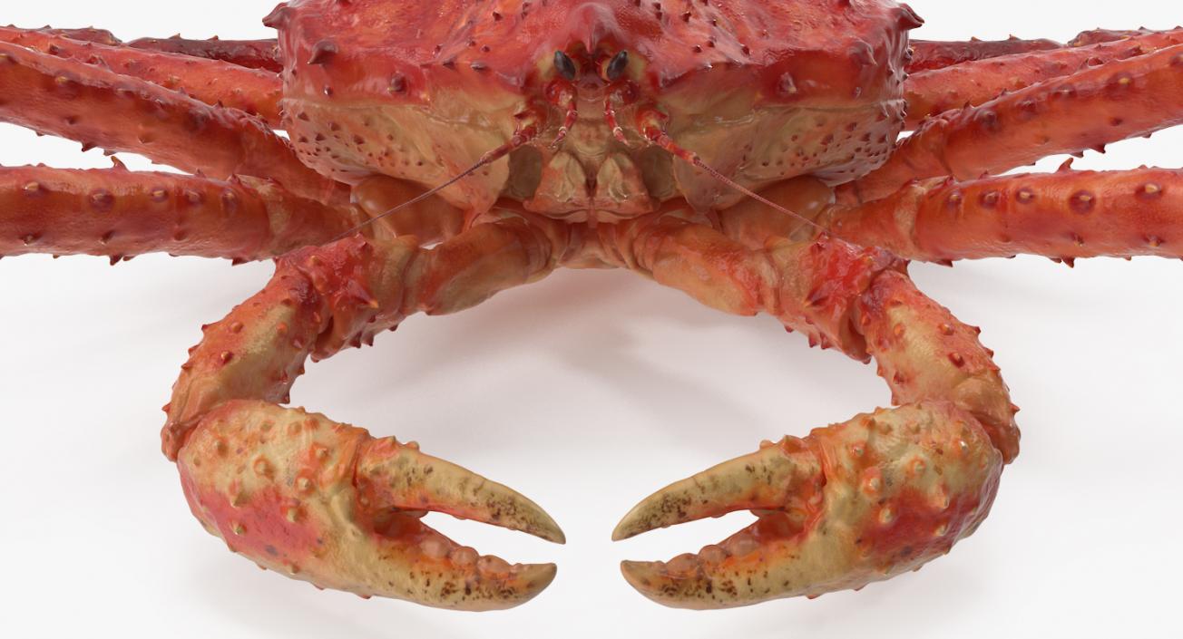 3D model Red King Crab Rigged