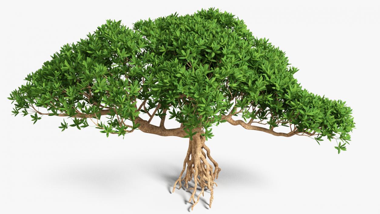 3D Miniature Bonsai Tree