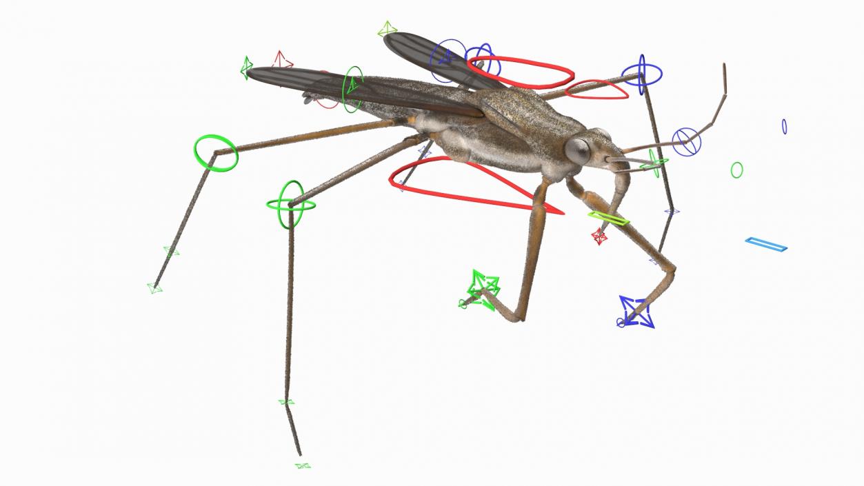 3D model Water Strider Rigged