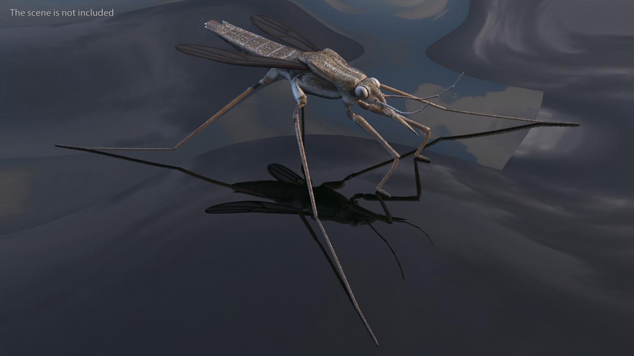 3D model Water Strider Rigged