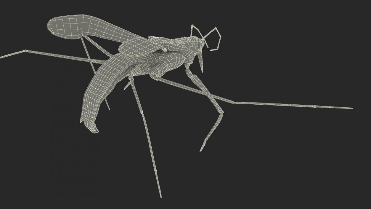 3D model Water Strider Rigged